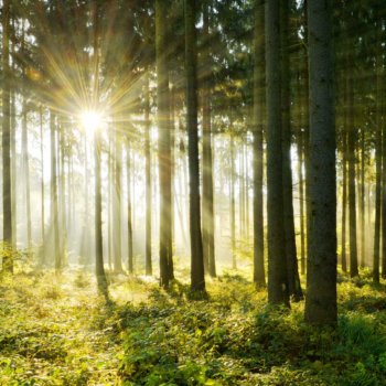 Holz - der natürliche Baustoff